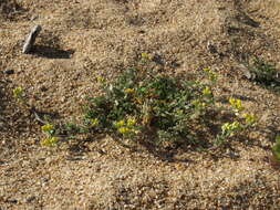 Image of Lake Tahoe yellowcress