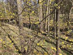 Image of northern spicebush