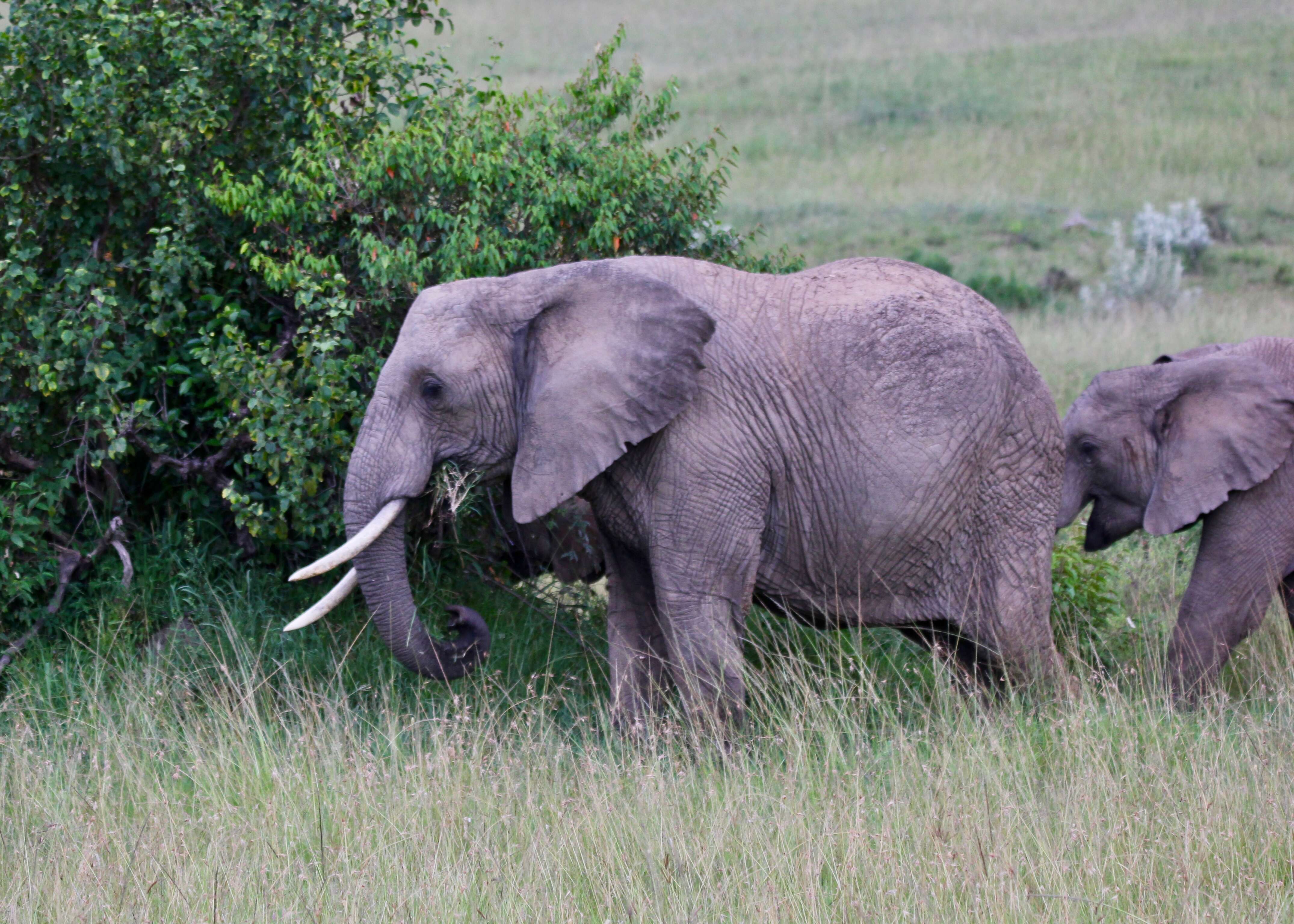 Image of African elephant