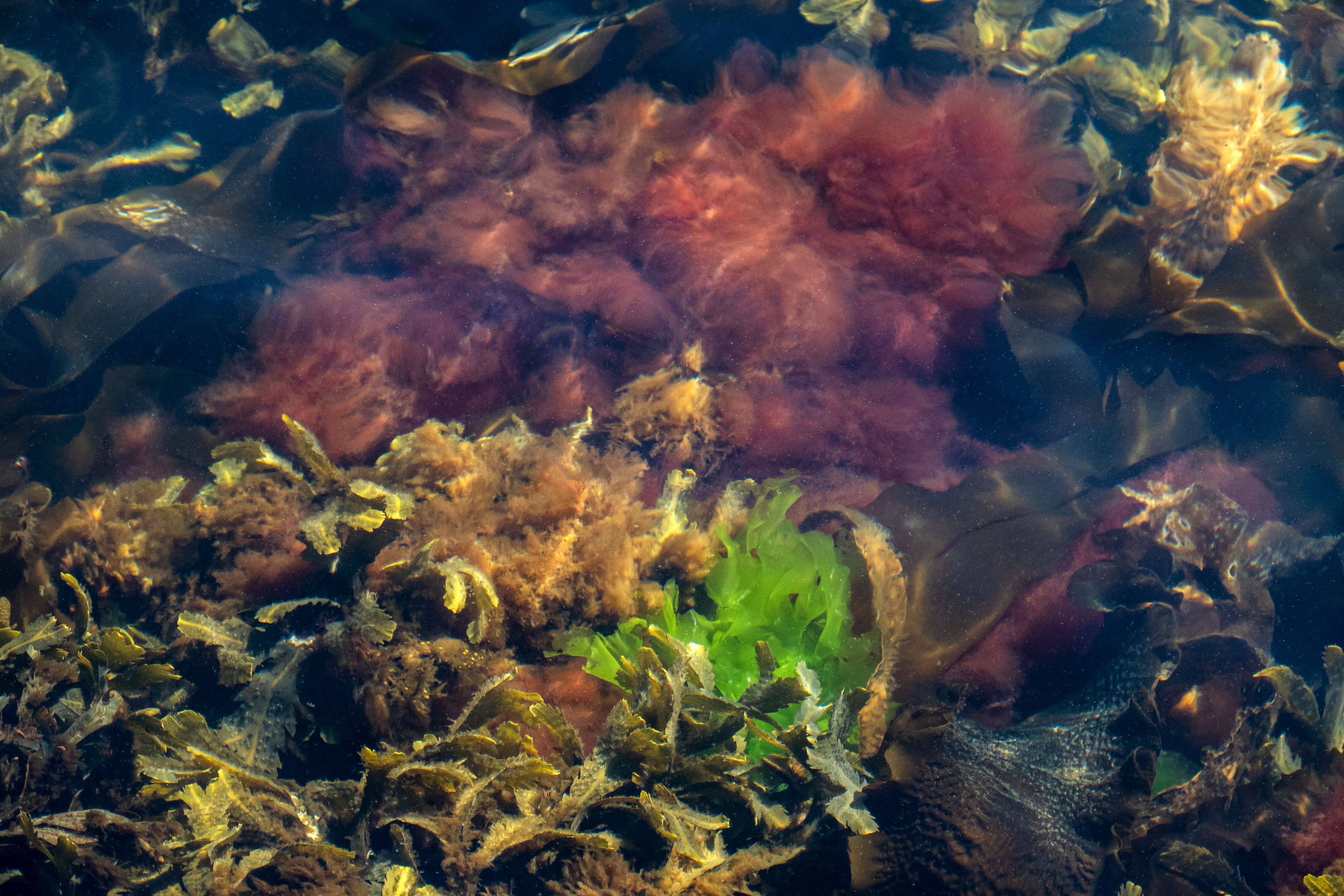 Image of toothed wrack