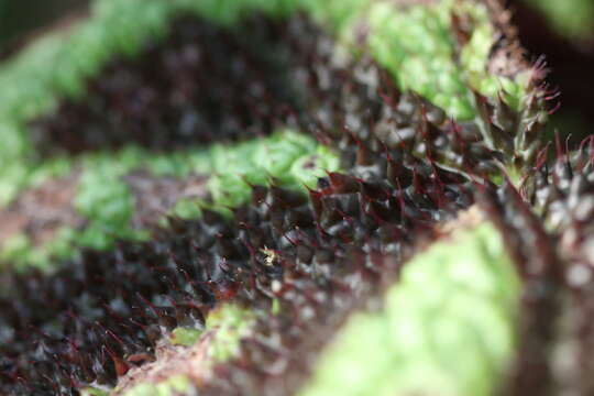 Image of Begonia masoniana Irmsch. ex Ziesenh.