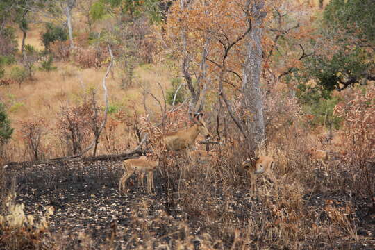 Image of Lichtenstein's Hartebeest