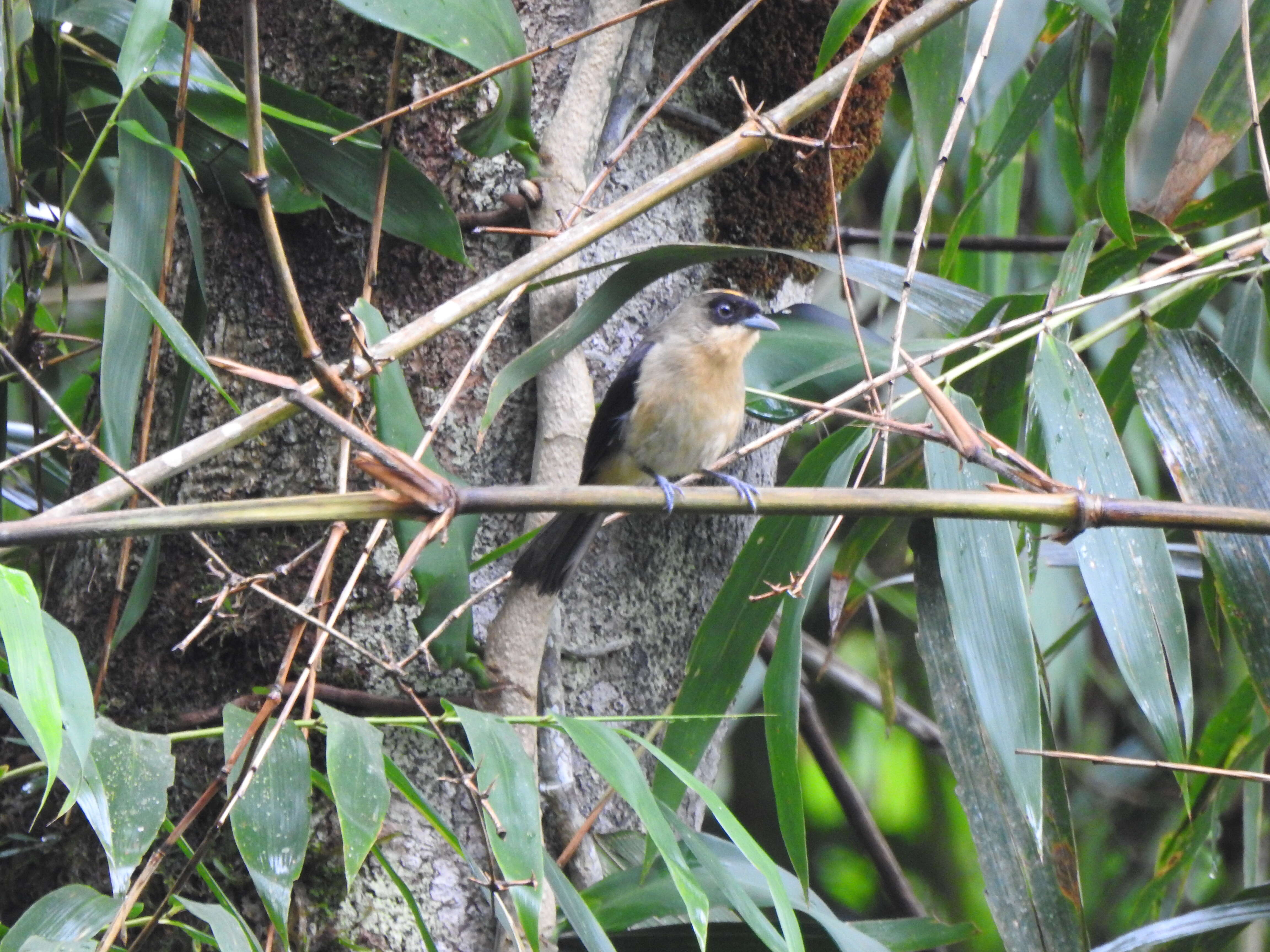 Image of Trichothraupis Cabanis 1851