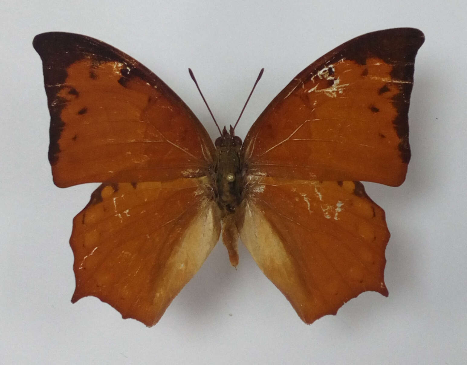 Image of Charaxes paphianus Ward 1871