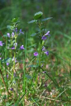 Image of Ground ivy