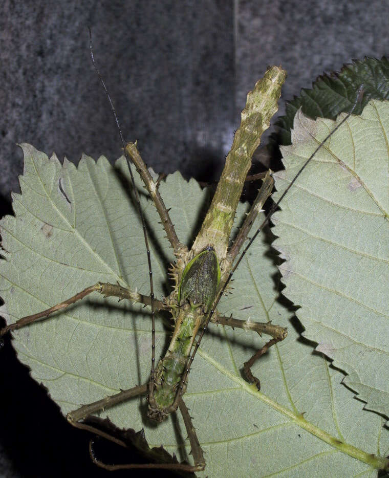 Image of Haaniella erringtoniae (Redtenbacher 1906)