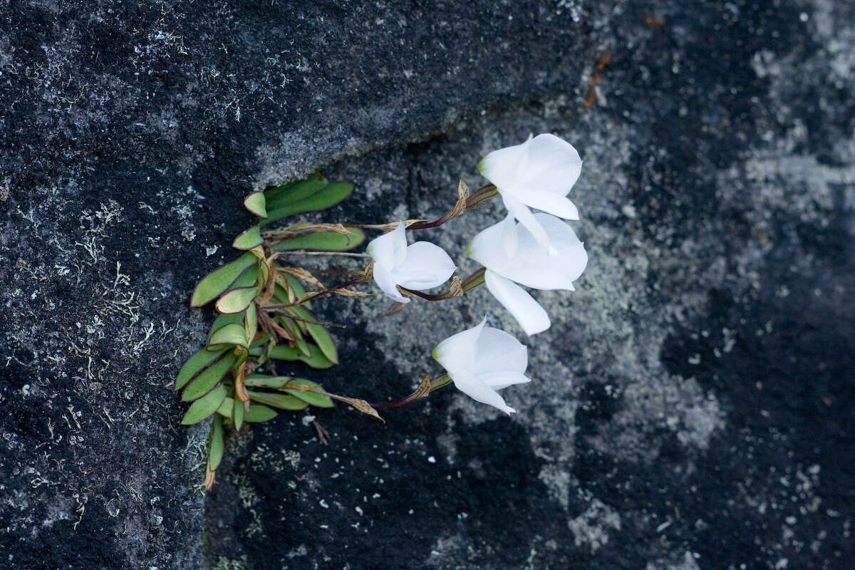 Image of Disa virginalis H. P. Linder