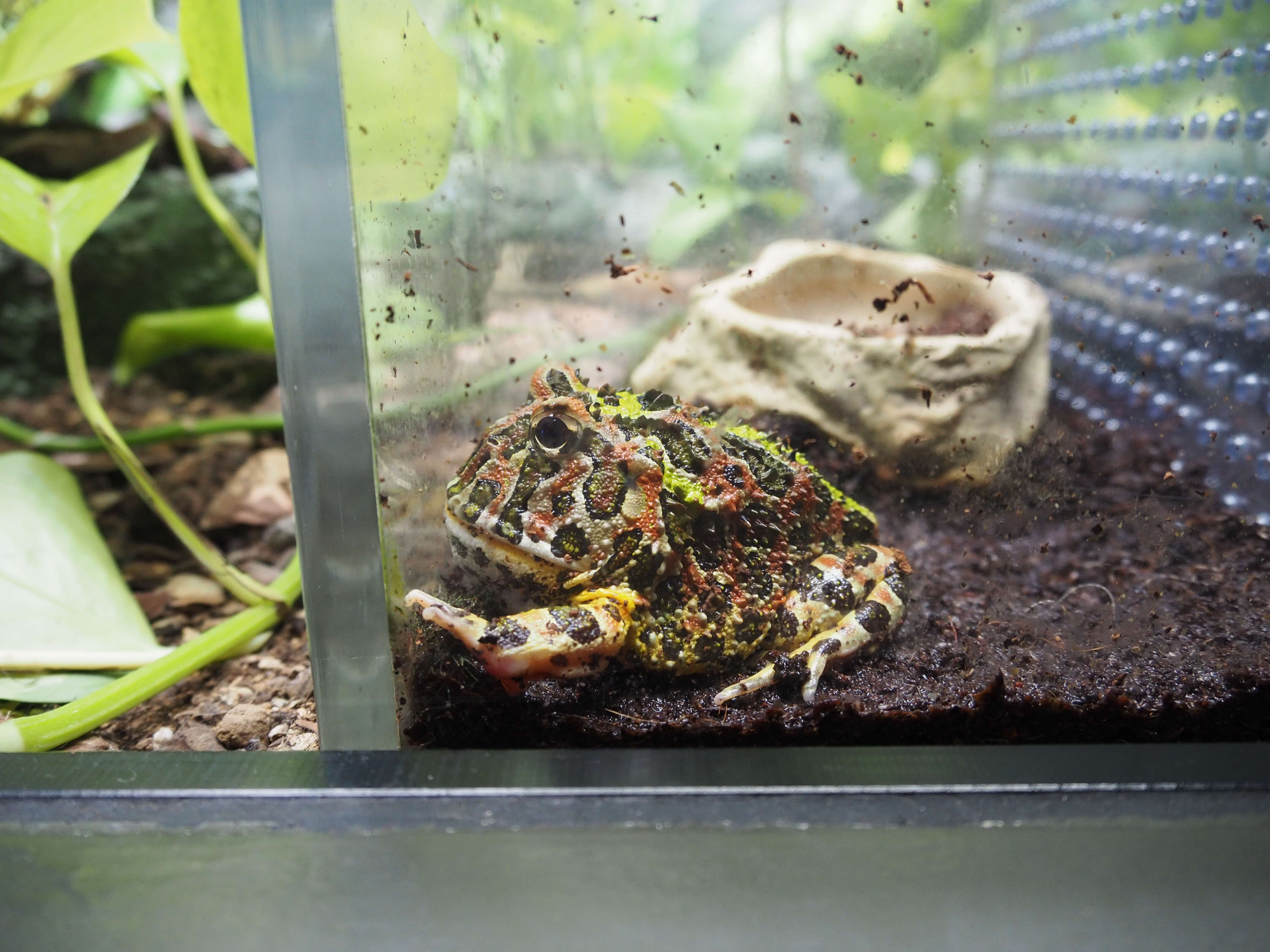 Image of Argentina Horned Frog