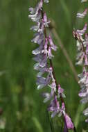 Imagem de Vicia tenuifolia Roth