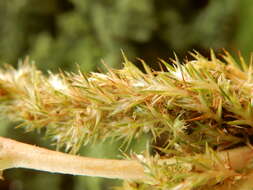 Amaranthus hybridus L. resmi