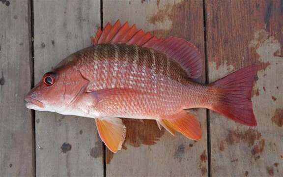 Image of Gorean Snapper