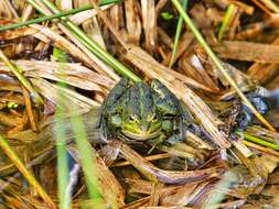 Image of Pelophylax esculentus