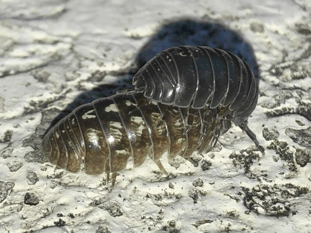 Image of Pill woodlouse