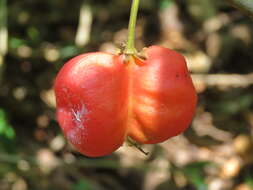 Image of tulip-wood tree