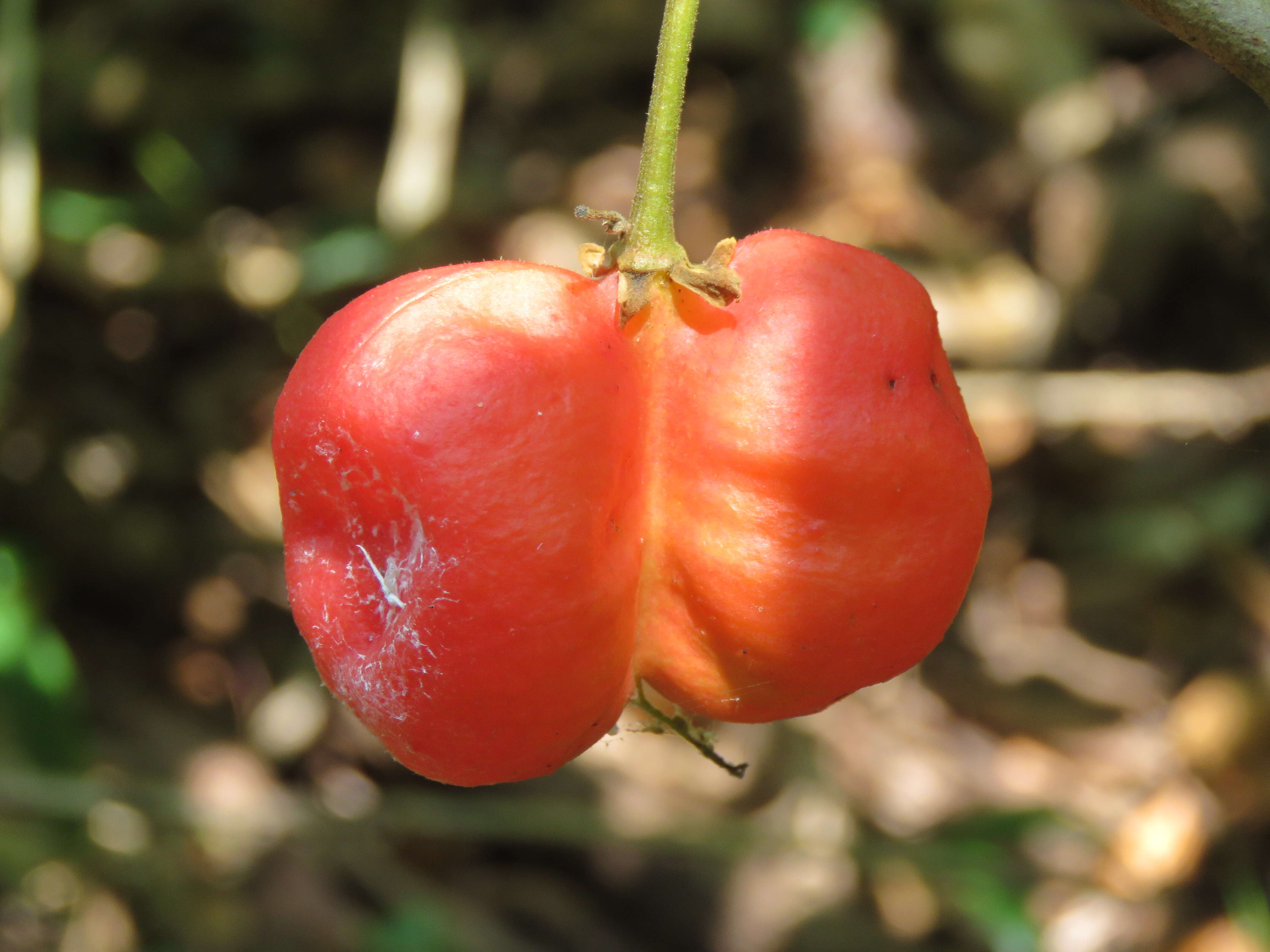 Image of tulip-wood tree