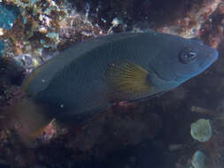 Image of Brown dottyback