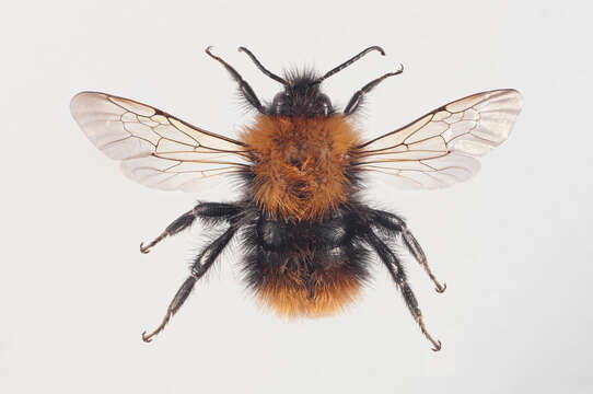 Image of Common carder bumblebee