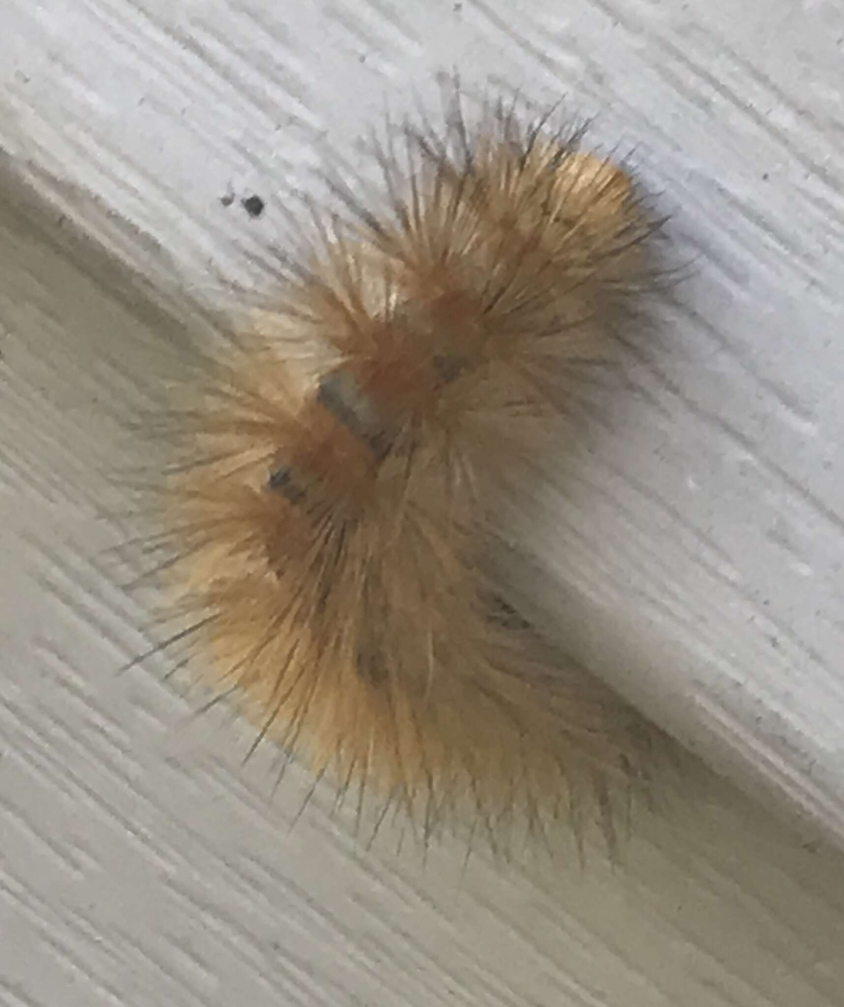 Image of Virginian Tiger Moth