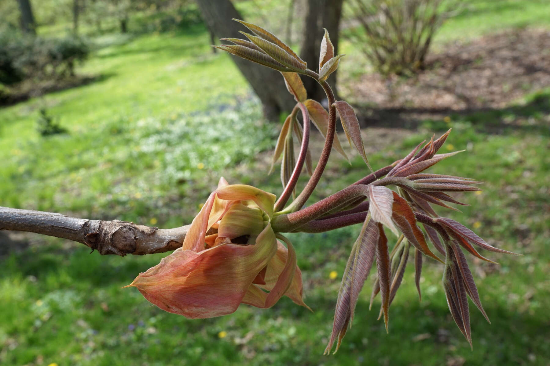 Image of shellbark hickory