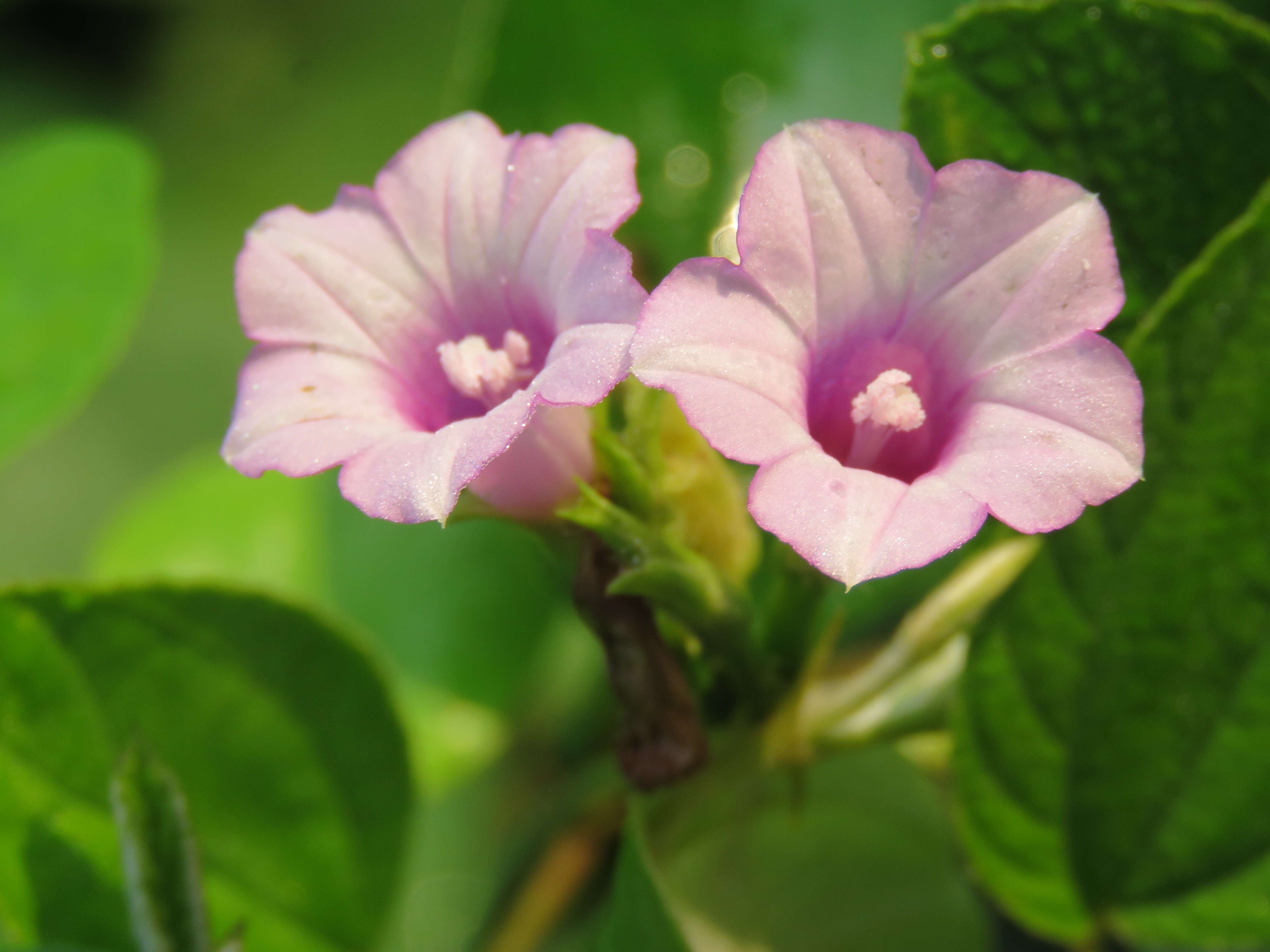 Plancia ëd Ipomoea triloba L.