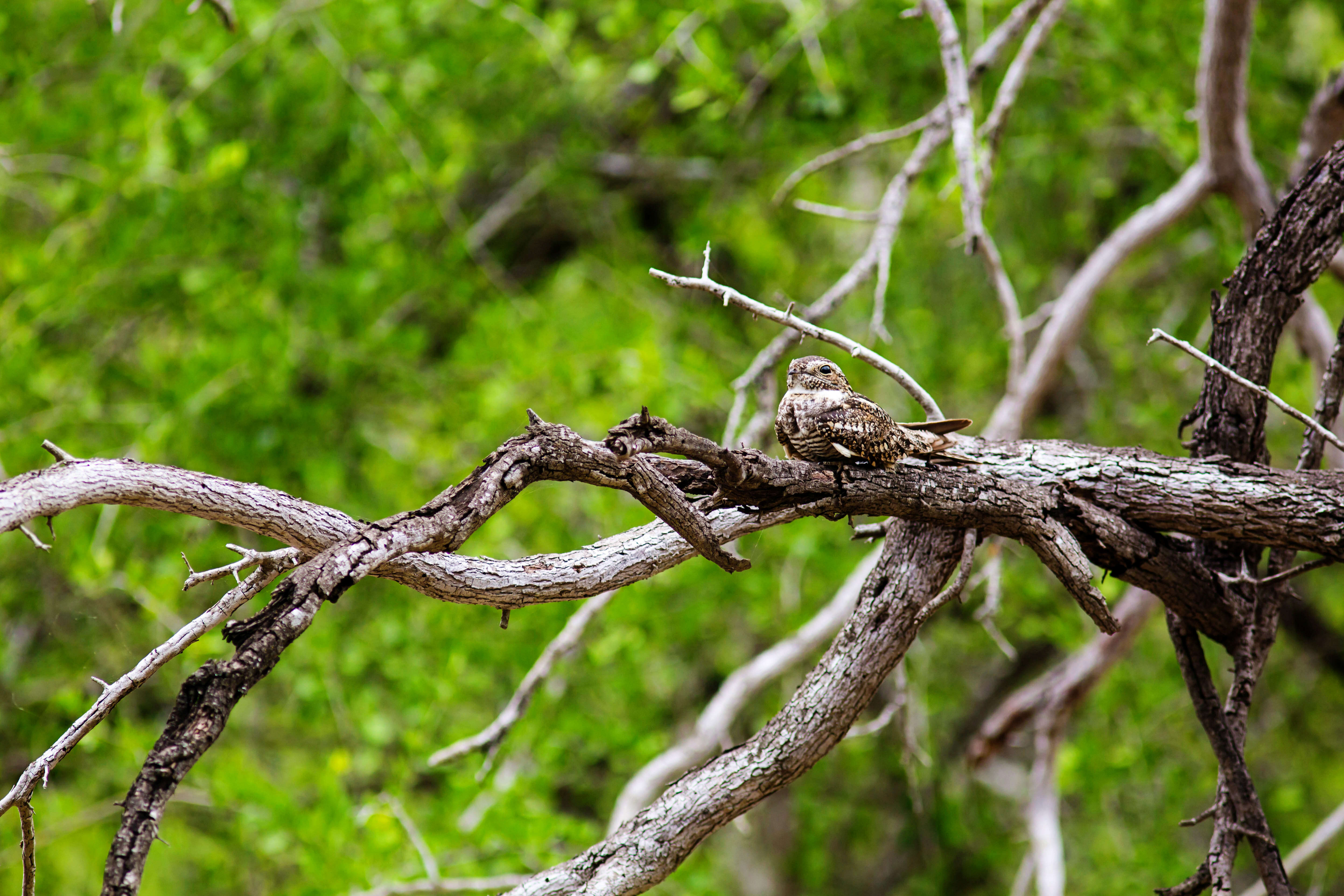 Image of Lesser Nighthawk