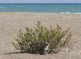 Image of Tetraena alba (L. fil.) Beier & Thulin