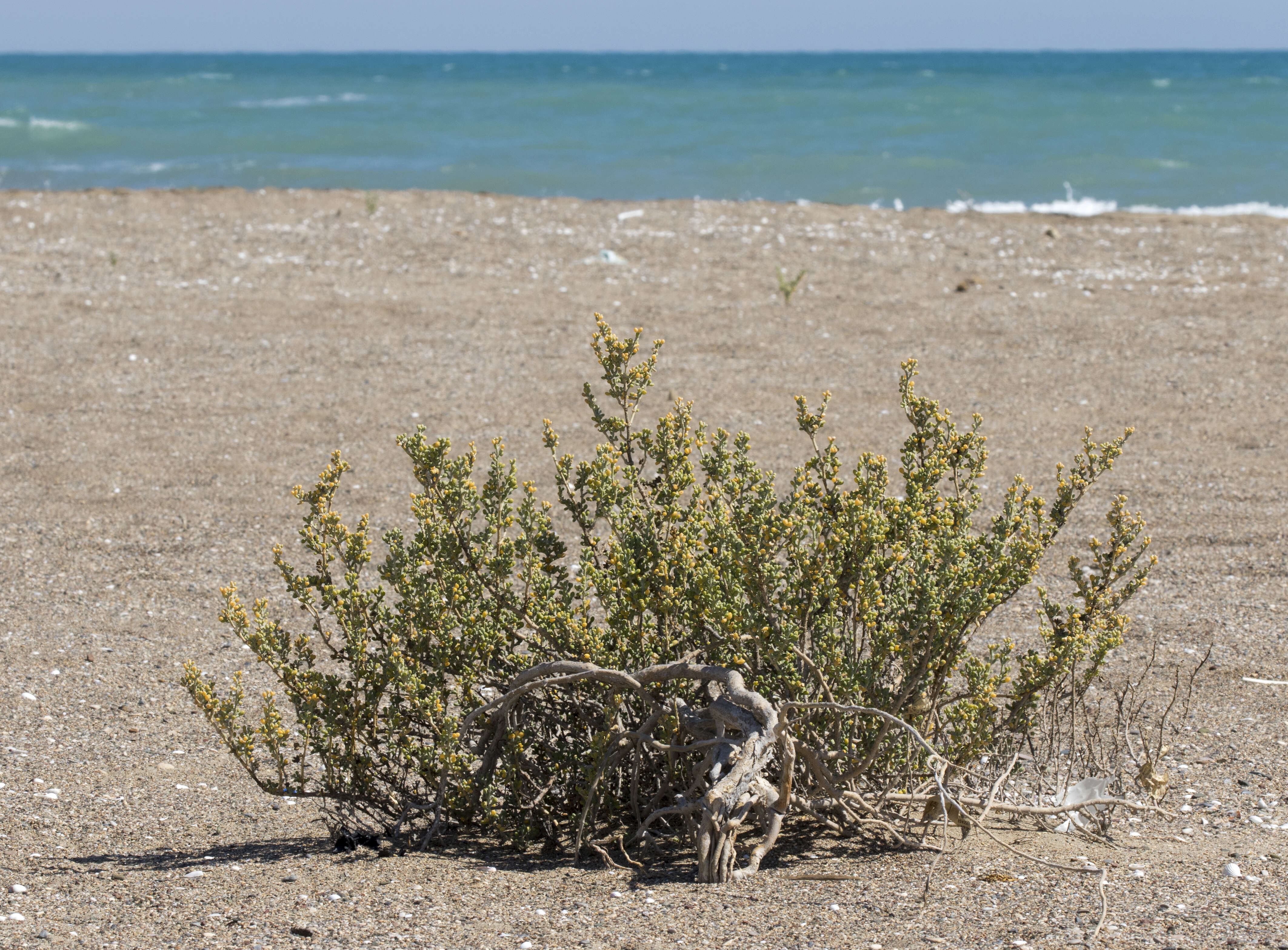 Image of Tetraena alba (L. fil.) Beier & Thulin