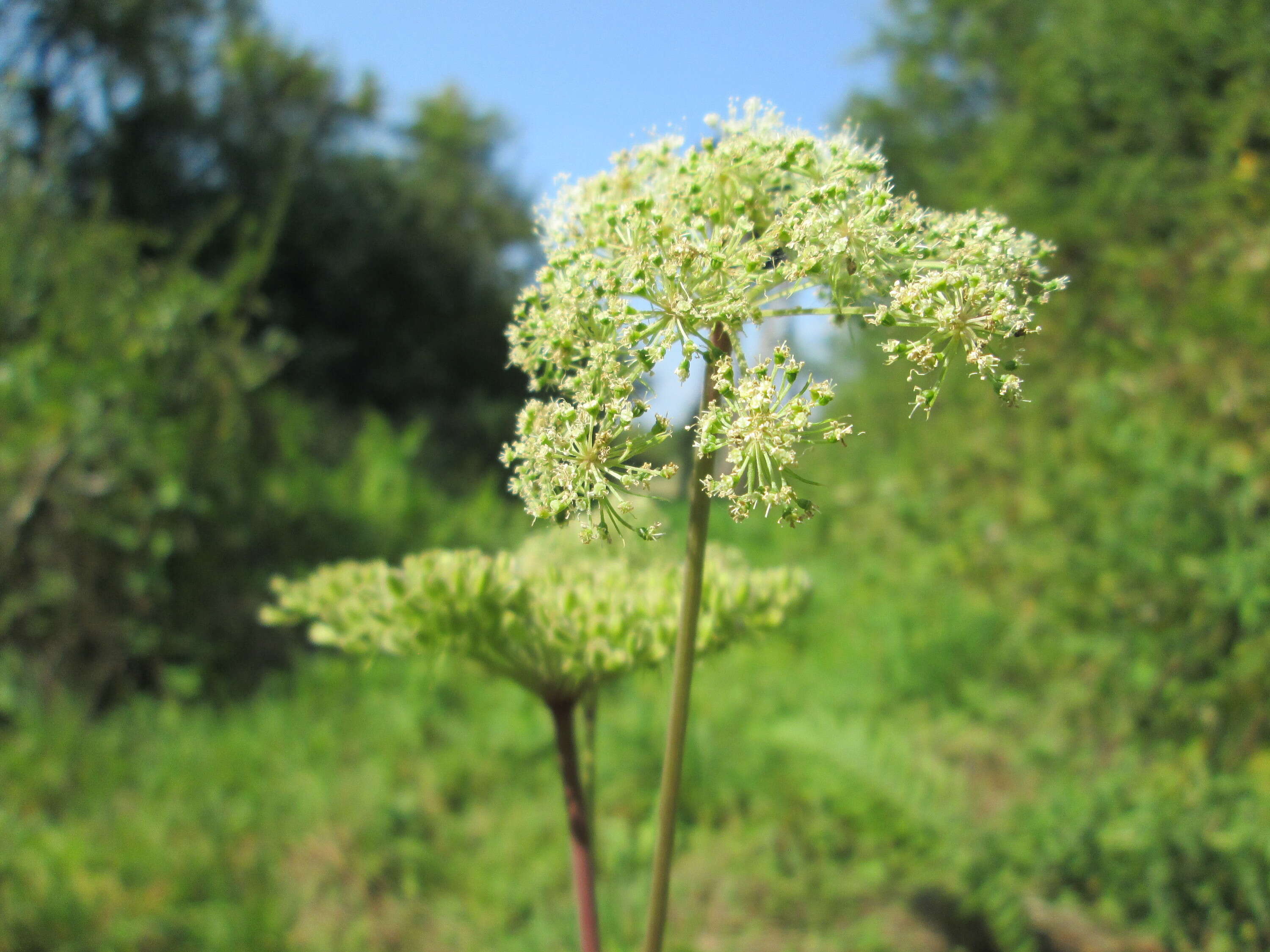 Image of wild angelica