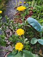 Image of field marigold