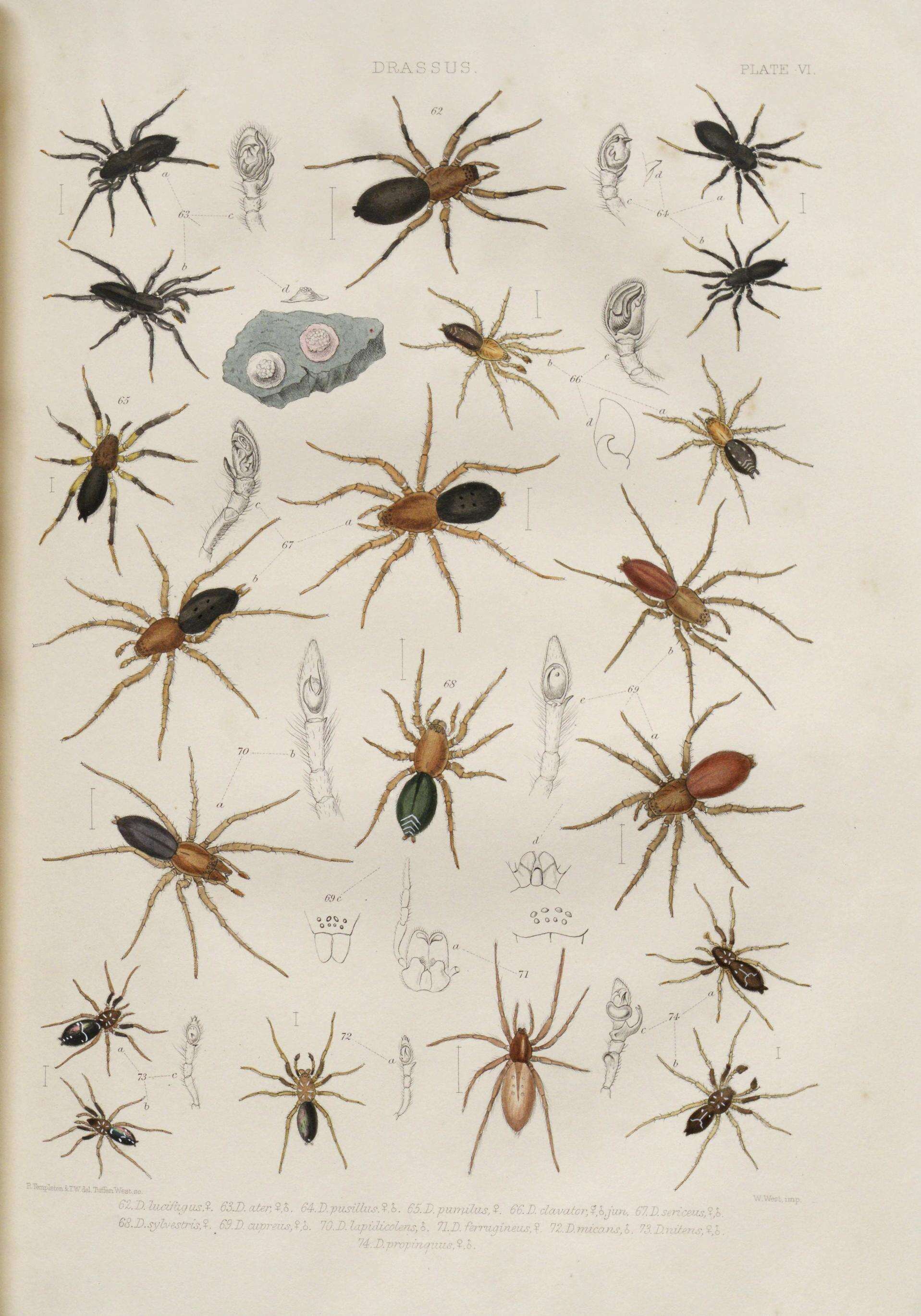 Image of Micaria pulicaria (Sundevall 1831)