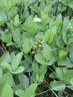 Image of bogbean