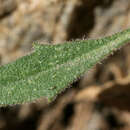 Image of Gunnison's rockcress