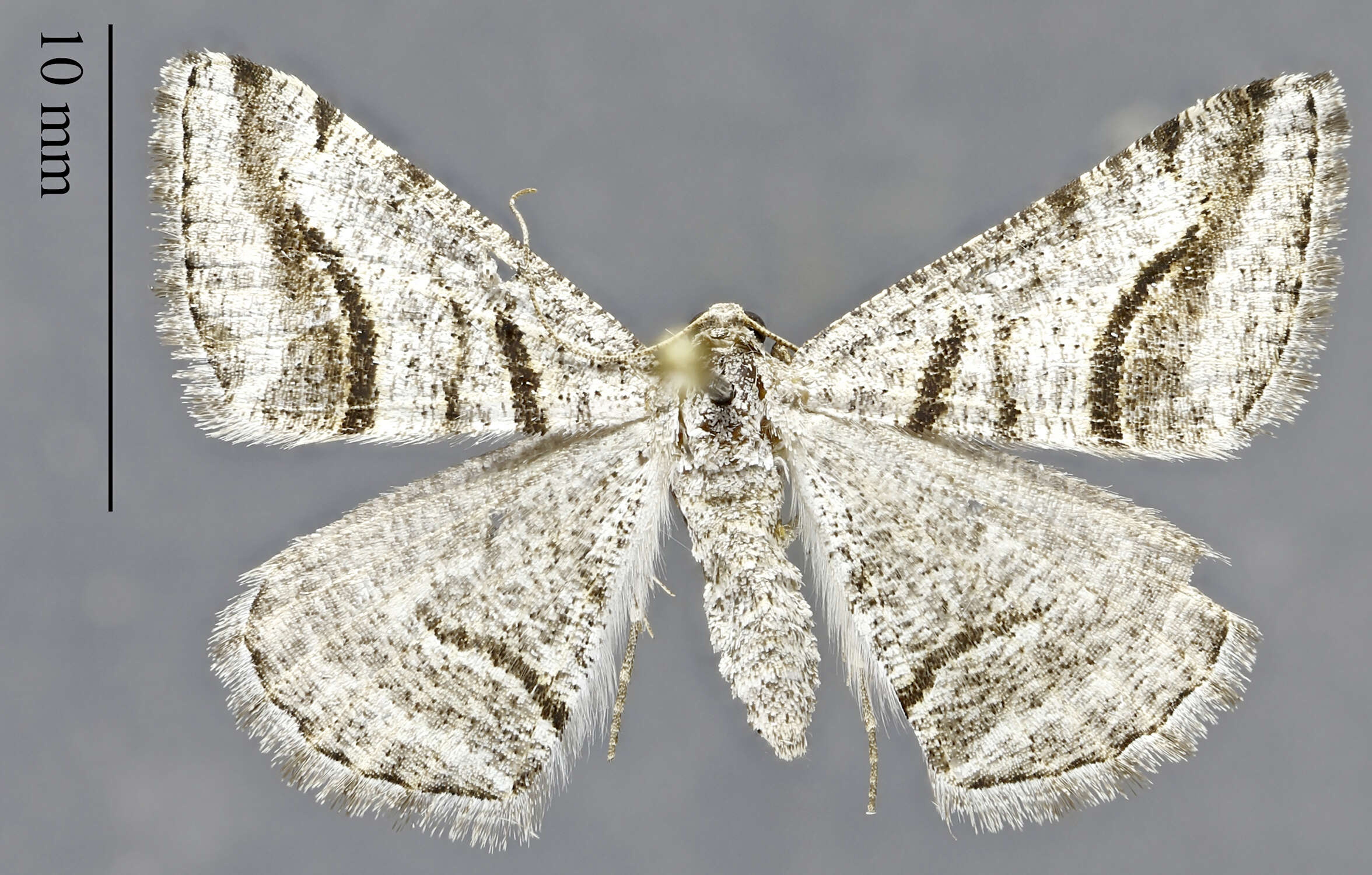 Image of Digrammia curvata