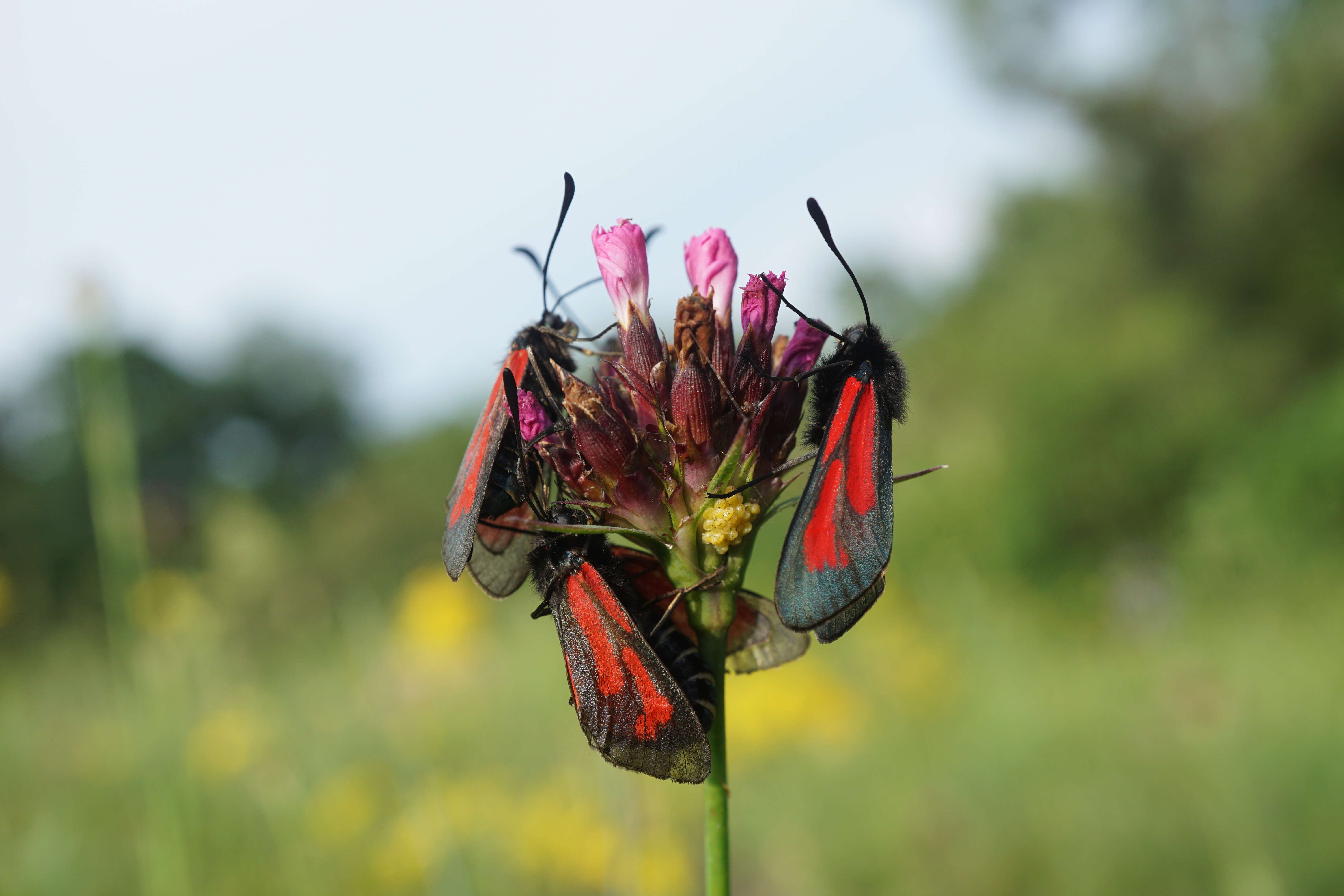 Plancia ëd Zygaena purpuralis Brünnich 1763