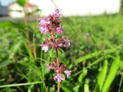 Image of Large Thyme