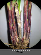 Image of Carex pilosa Scop.