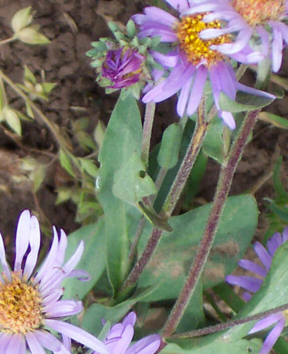 Image of soft aster