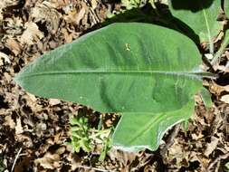 Image of Pulmonaria mollis Hornem.