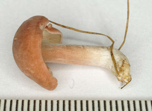 Image of Calocybe carnea