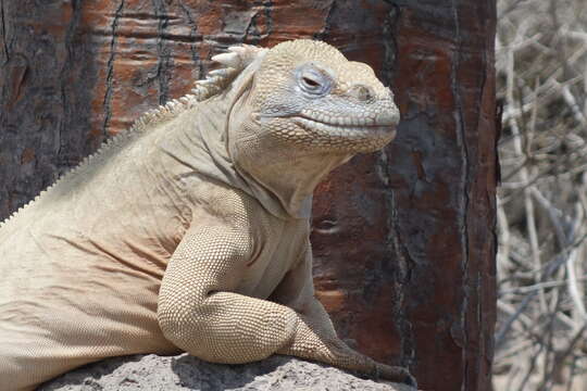 Image of Santa Fe Land Iguana