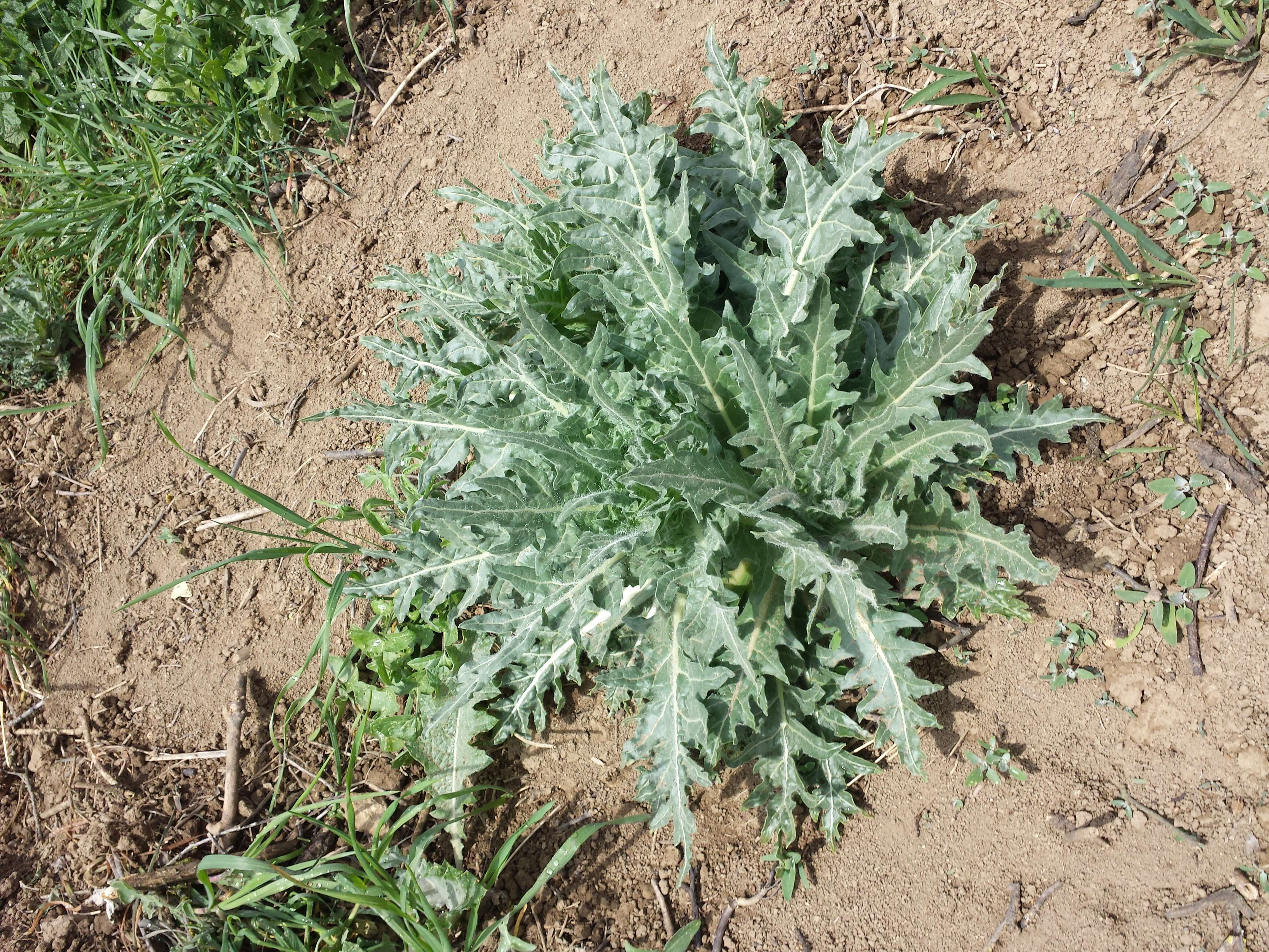 Image of black henbane