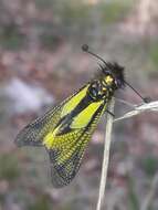 Image of Owly sulphur