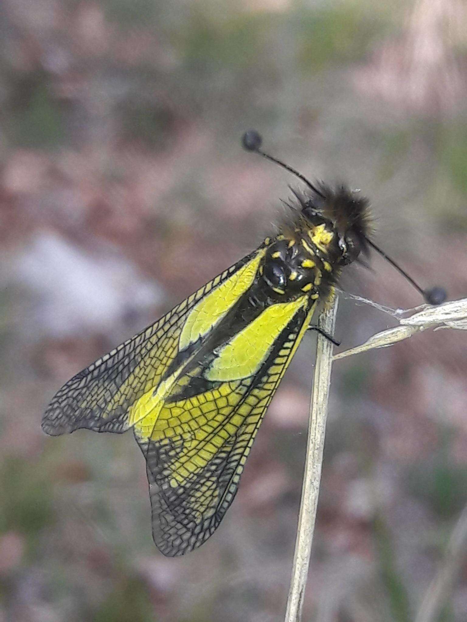 Image of Owly sulphur