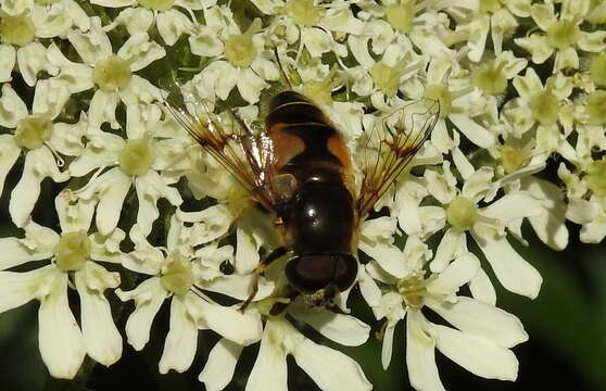 Слика од <i>Eristalis horticola</i>