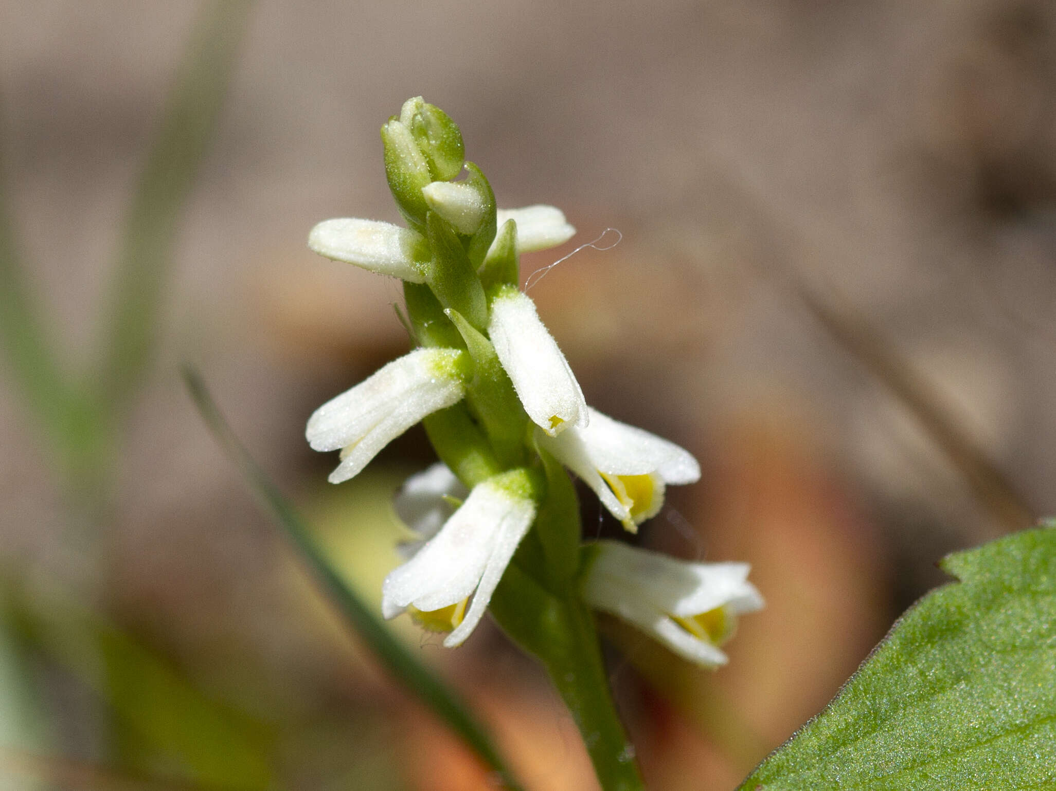 Image of Shining Ladies'-Tresses