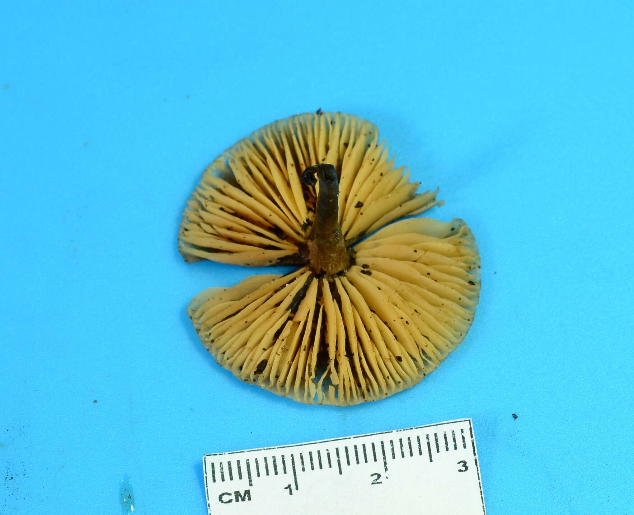 Image of Macrocystidia cucumis (Pers.) Joss. 1934