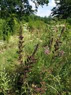 Image of black false hellebore