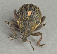 Image of European weevil