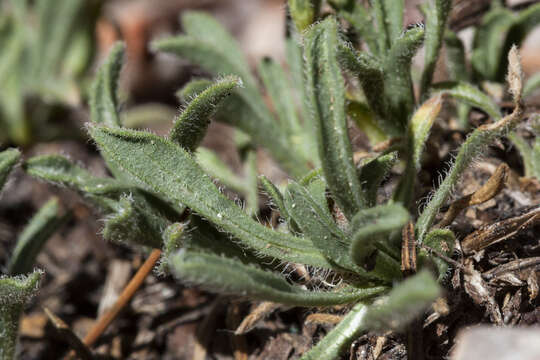 Image of early bluetop fleabane