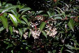 Image of Reddish viburnum
